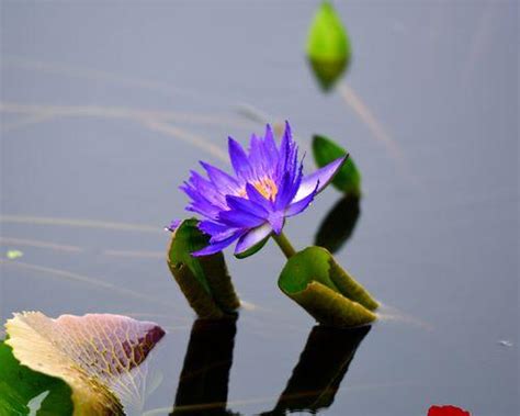 莲花图片风水|莲花（莲花寓意的深远与风水的秘密）